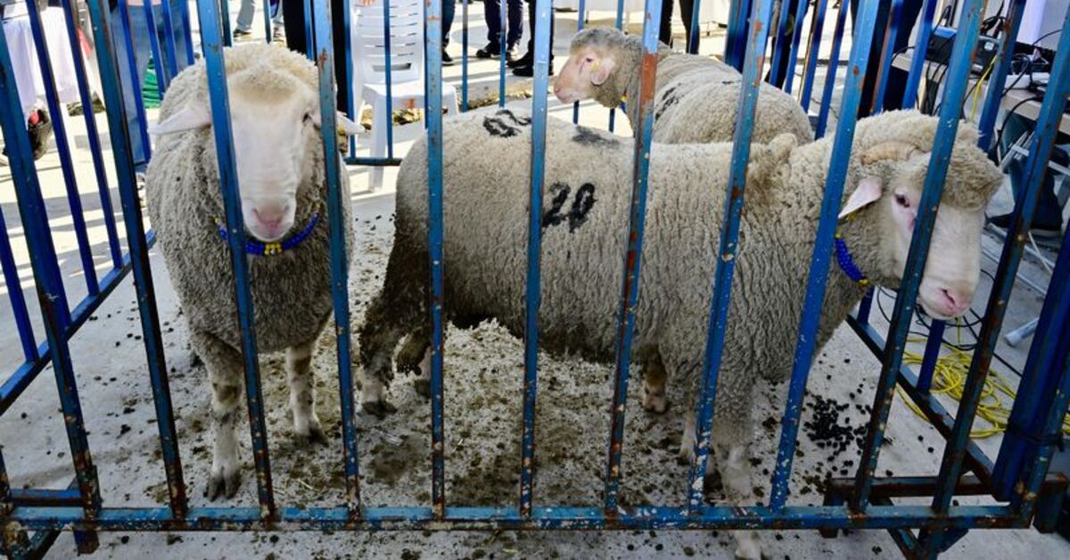 Aliağa yetiştiricilere “pedigrili” damızlık koç dağıtıldı