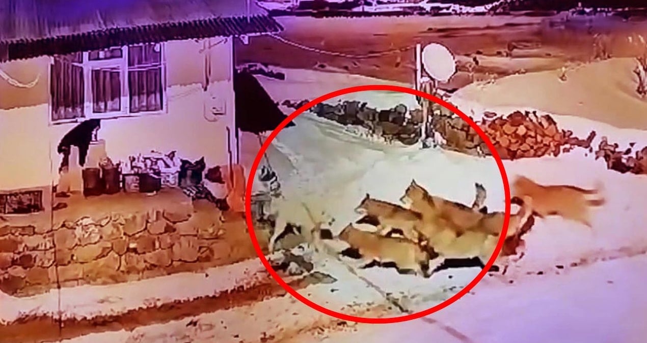 Korkusuz çoban köpeği tek başına köyü basan 6 kurtla kapıştı