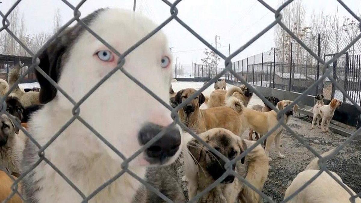 Erzincan’da köpek katliamı iddiası: Görevden uzaklaştırıldılar
