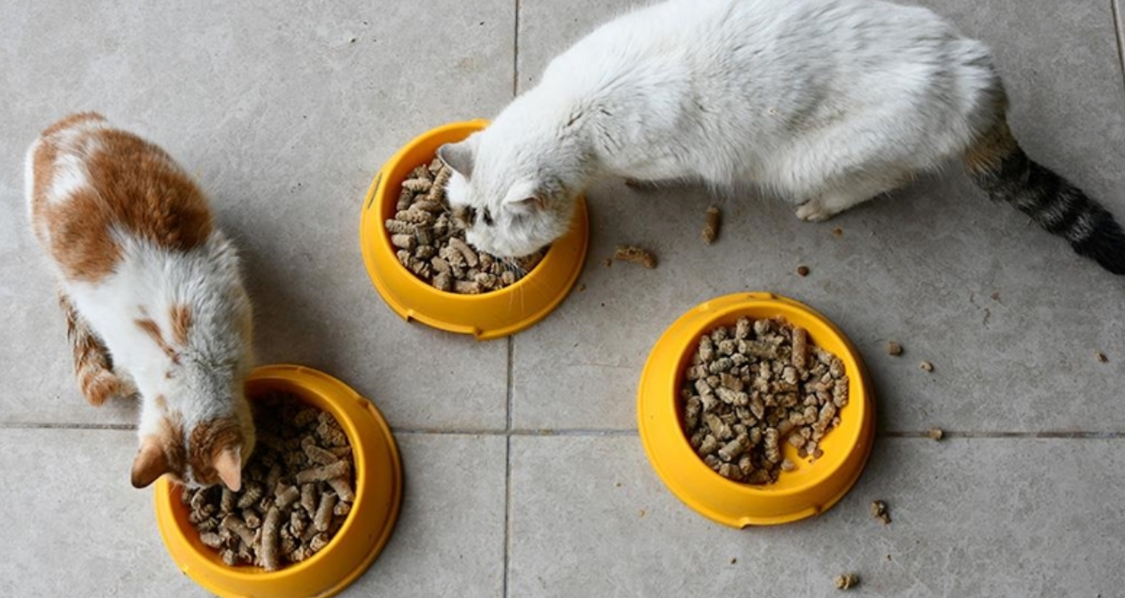 Kedi maması markasında kuş gribi virüsü tespit edildi! Elinde olan imha etsin