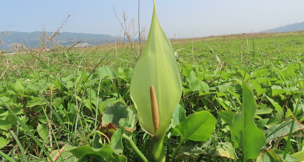 Yeni keşfedilen bitki türü risk altında!
